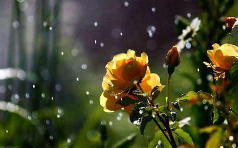 nature-flowers-in-the-rain-high quality wallpapers | Bloem achtergrond, Bloemen, Achtergronden