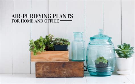 7 Air Purifying Plants Perfect for Your Home & Office - True Relaxations