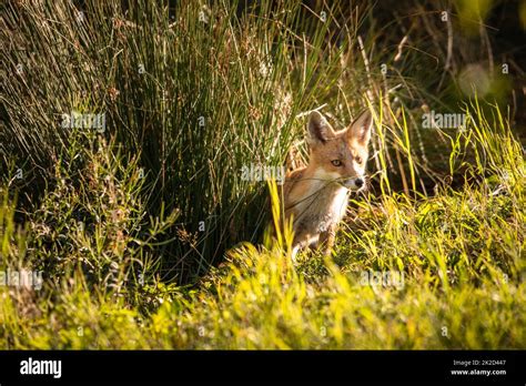 Red fox in its natural habitat - wildlife shot Stock Photo - Alamy