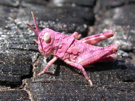 Pink Grasshopper - Trimerotropis fontana - BugGuide.Net