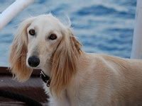 California Saluki Rescue ― ADOPTIONS ― RescueMe.Org