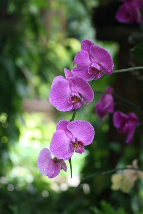 Free stock photo of Purple colour orchid