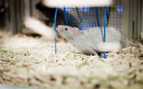 Best Bedding for Rats to Reduce Odor & Keep Them Safe