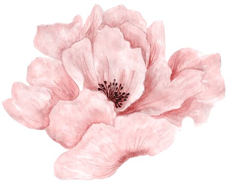 Download Pink Beautiful Full Bloom Watercolor In Flowers Clipart PNG ...