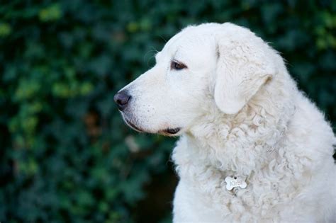 Kuvasz Dog - Full Profile, History, and Care