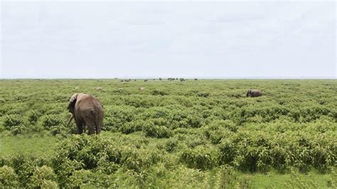 Tuskless elephants in Africa a response to population bottleneck caused by war | Princeton ...