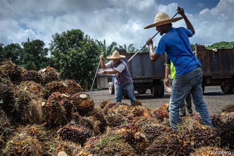 Malaysia’s move to resume palm oil export tax come January 2021 may ...