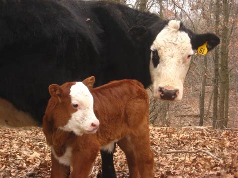 Adorable Mother and Calf: Black and White-Face Cow and Red White-Face Calf