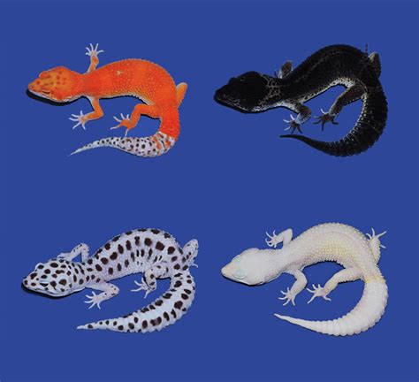 Leopard Gecko Colors