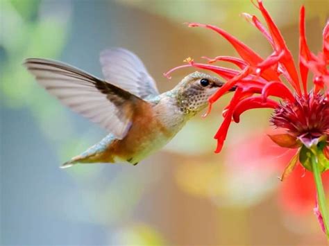 10 Red Flowers That Attract Hummingbirds