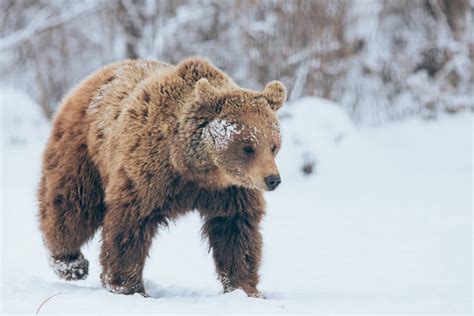 Visit Romania’s Beautiful Wildlife - Tour in Romania