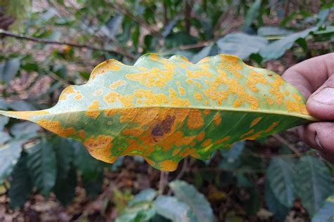 US issues $6M funding to combat coffee leaf rust - Global Coffee Report