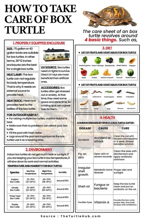 How To Take Care Of Ornate Box Turtle? – The Turtle Hub