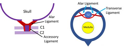 How Does the Body Stabilize the C1-C2 Joint? The Role of the Alar Ligament - Regenexx