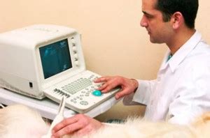 Ultrasound in Palmdale, CA | Palmdale Veterinary Hospital