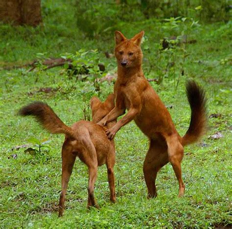 Cyjon (Cuon alpinus) - rudy wilk. | DinoAnimals.pl | Seltene tiere, Tiere