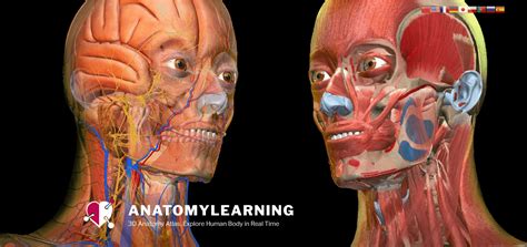 Mobile App Review: Anatomy Learning – 3D Atlas – SLM Unplugged