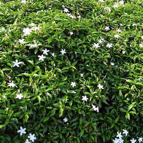 Star Jasmine Vines For Sale at Ty Ty Nursery