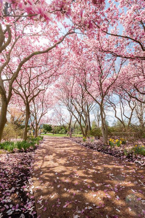 Missouri Botanical Garden last week [OC] : r/StLouis