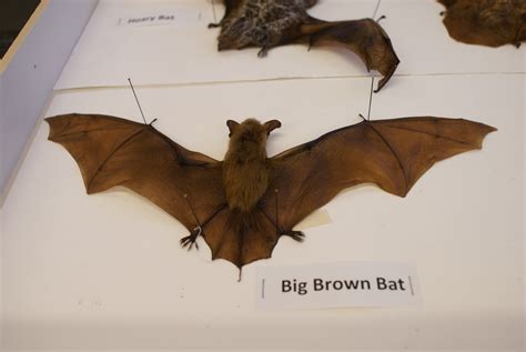 Nature Gardens @ NHM: L.A.'s Urban Nature: Happy Halloween: Bats!