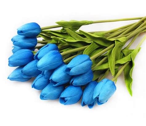 Wow 24+ Gambar Bunga Tulip Biru - Gambar Bunga Indah