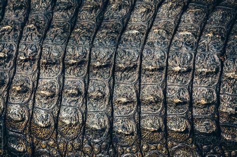 "Crocodile Skin Texture" by Stocksy Contributor "Juno" - Stocksy