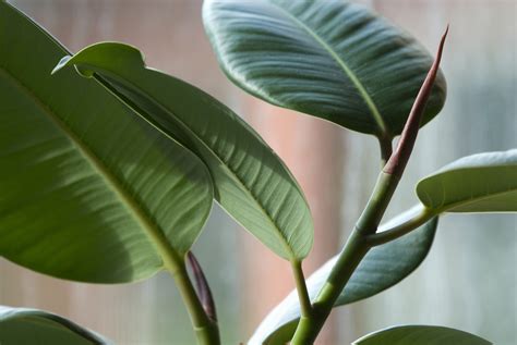 House plants that can help purify the air in Beijing