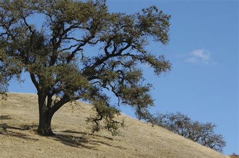 The Best Drought Resistant Trees to Plant | eHow