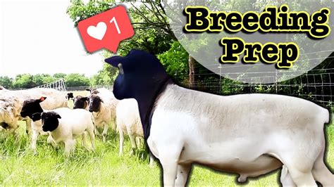 How I Breed My Dorper Sheep In-Season (NATURALLY) // Breeding Sheep on ...