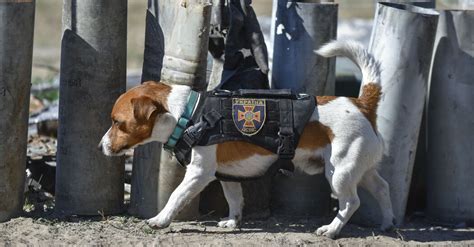 Ukrainian Bomb-Sniffing Dog Named Patron Honored by Zelensky - The New York Times