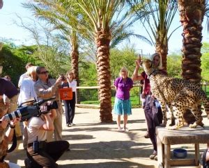 SEE SPOTS RUN! SAN DIEGO ZOO SAFARI PARK’S “CHEETAH RUN” OPENS JULY 2 ...