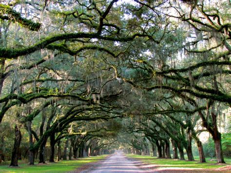 Wormsloe Entrance - New Georgia Encyclopedia