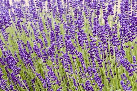 What Is Lavender Hidcote: Learn How To Grow Hidcote Lavender In Gardens