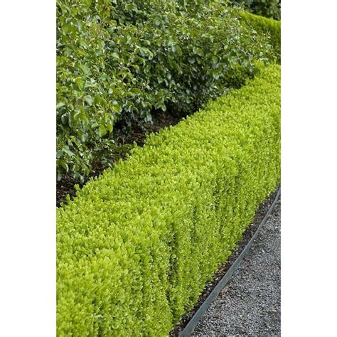 Monrovia Dwarf English Boxwood Foundation/Hedge Shrub in Pot (With Soil ...