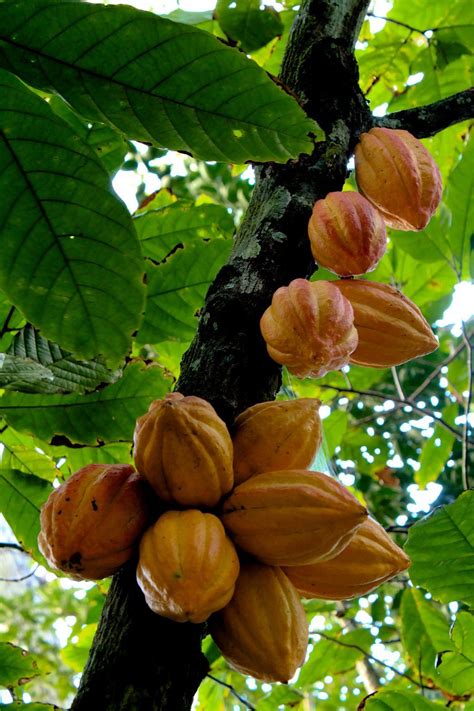 Discover the Cacao Tree: Theobroma cacao