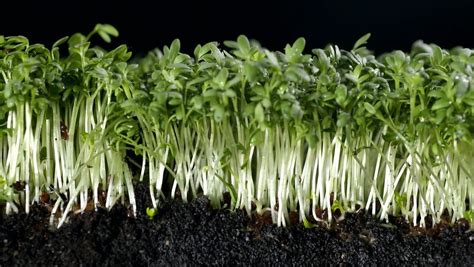 Garden cress for culinary seasoning and as a medicinal herb | Britannica