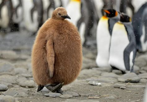 This baby penguin : r/absoluteunit