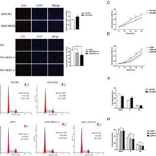 MEG3 inhibits myoblast proliferation. (A,B) EdU staining assays after... | Download Scientific ...