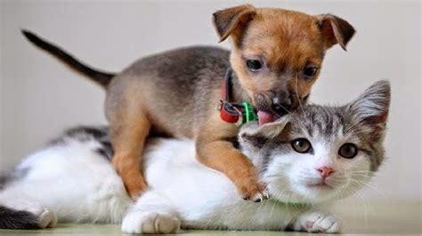 cats and dogs - funny animal videos that will make you laugh so hard ...