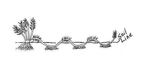 Propagation By Layering