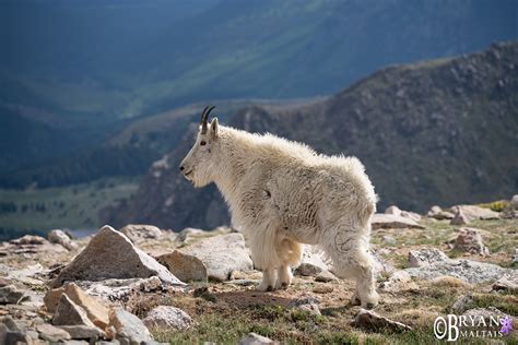 Colorado Rocky Mountain Wildlife Photography-Bryan Maltais