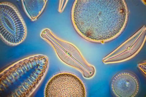 Philadelphia’s Diatom Archive Is a Way, Way, Wayback Machine | WIRED