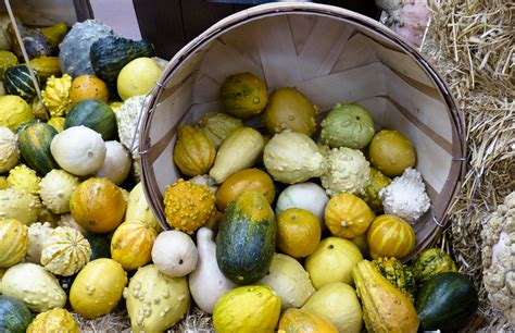 Harvest Gourd Cornucopia Free Stock Photo - Public Domain Pictures