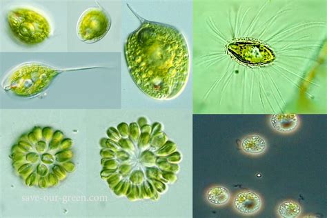 Golden Brown Algae - Save Our Green