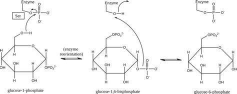 Phosphoglucomutase - Alchetron, The Free Social Encyclopedia