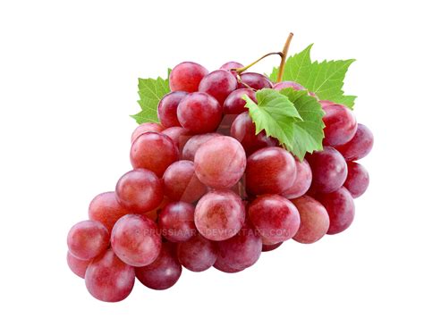 Red grapes on a transparent background. by PRUSSIAART on DeviantArt