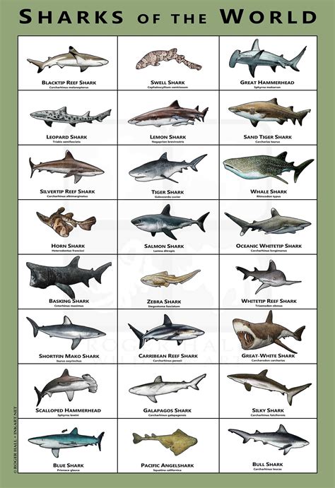 Shark Species List With Pictures