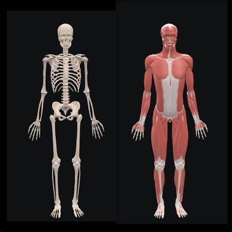 Fundamental Sports related Musculoskeletal Anatomy (Coursera) | MOOC List