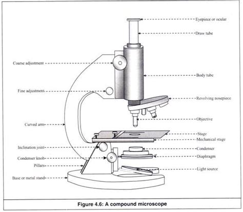 Microscope, Classroom bulletin boards elementary, Simple doodles