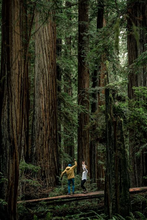 9 EPIC Hikes at REDWOOD NATIONAL PARK (+Helpful Video)